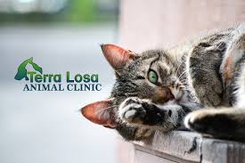 Terra Losa Animal Clinic